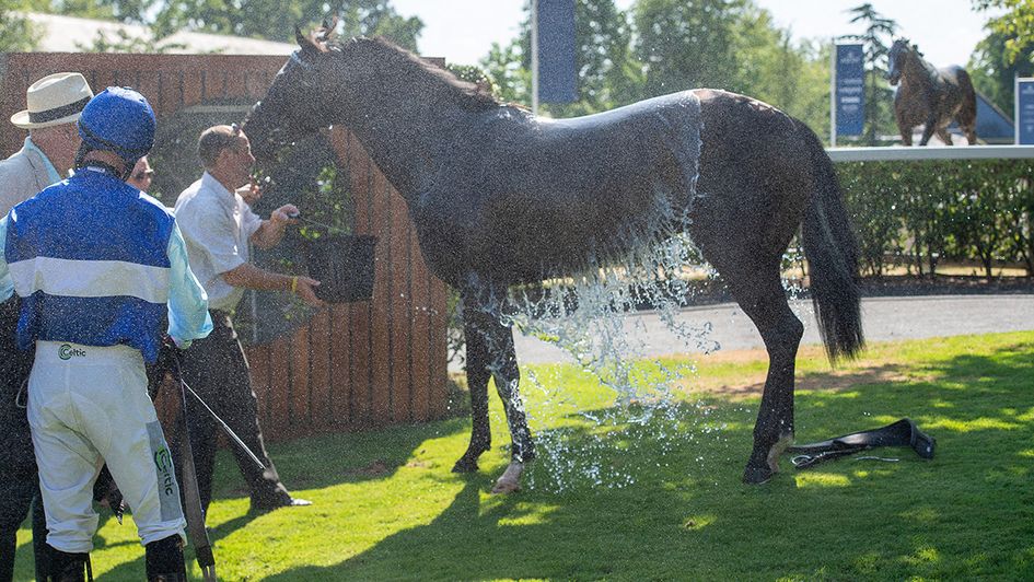 A horse is cooled down at the races