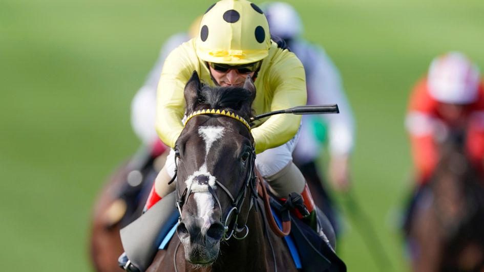 Royal Champion - very exciting prospect