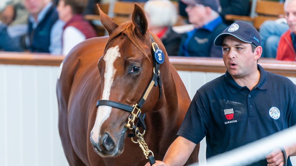 Lot 27 - The 1.8m son of Frankel (photo courtesy of Tattersalls)