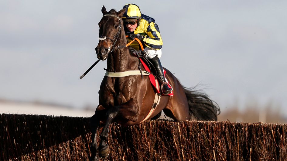 Willoughby Court: Set to miss Cheltenham