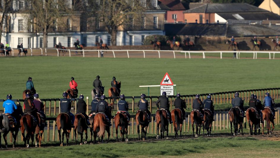 Horses head out for exercise at Newmarket
