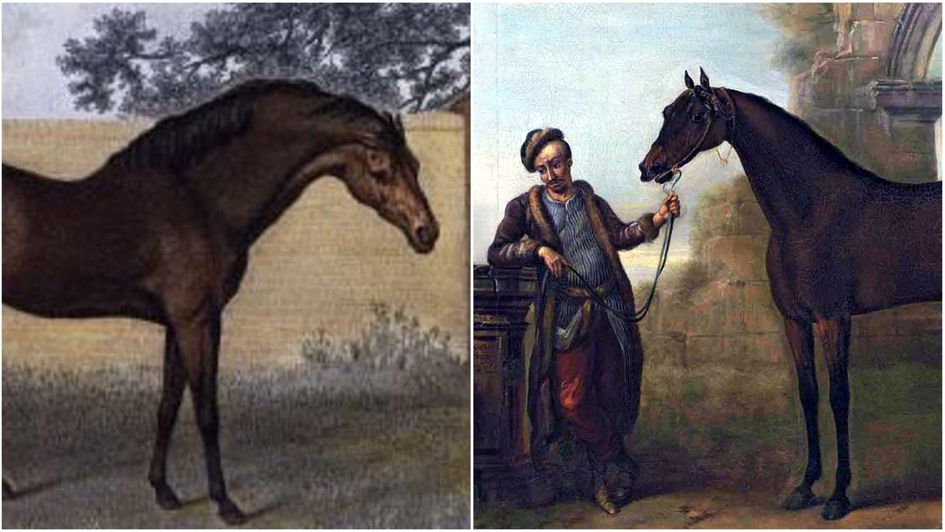 Godolphin Arabian and The Byerley Turk