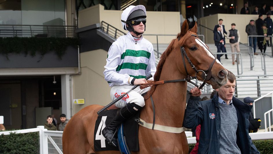 Mondo Man prior to his hurdling debut at Ascot