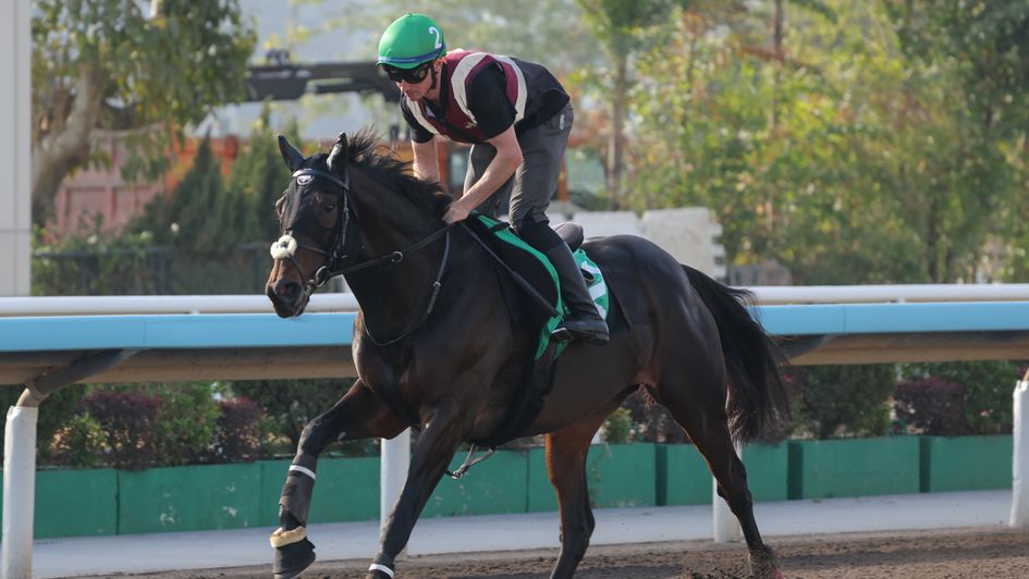 Al Riffa stretches his legs at Sha Tin