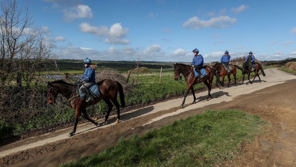 The Colin Tizzard team head to the gallops