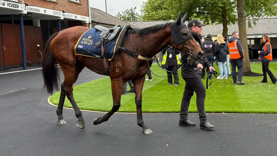 Joliestar prepares to head out to work
