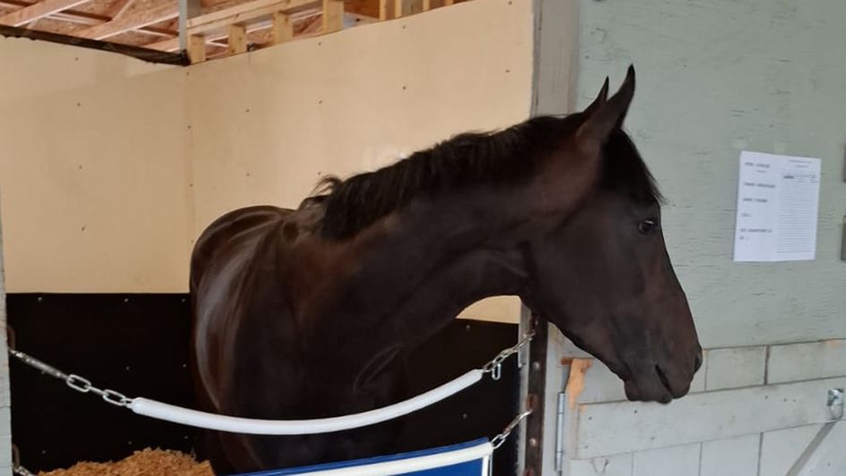 Luther pictured in his barn at Saratoga (Credit: Tattersalls)