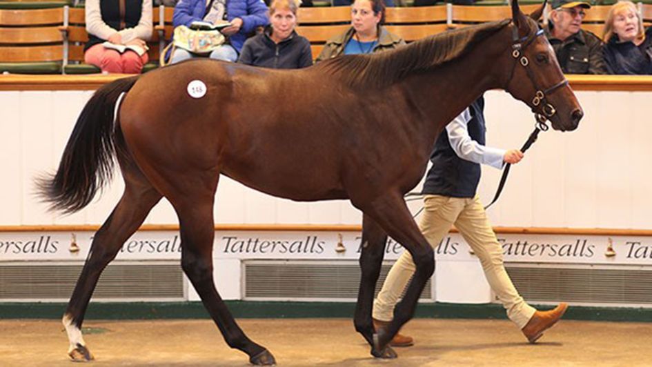 The Dubawi full-brother to Barney Roy went for 3.6m