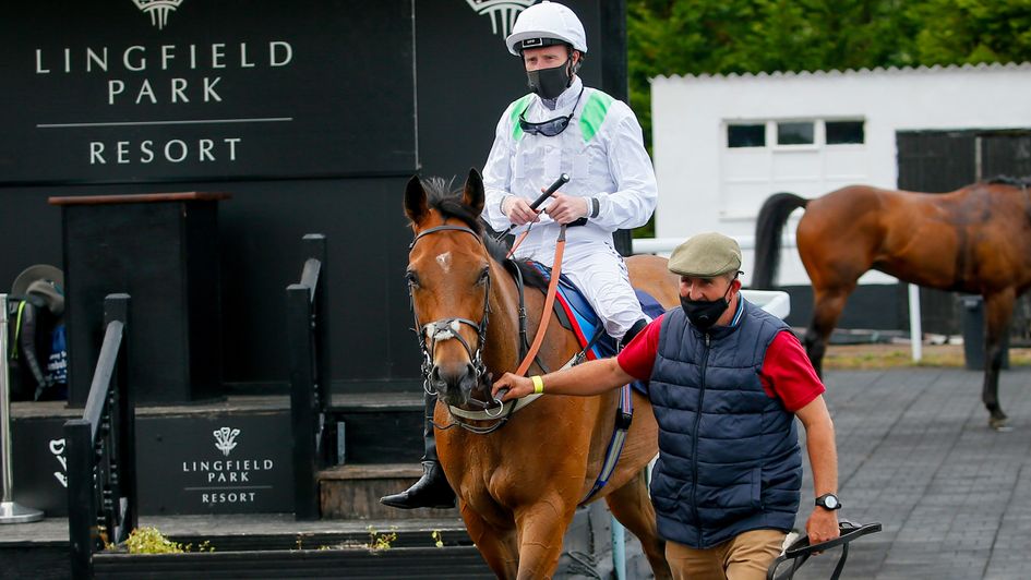 Apex King after winning at Lingfield last June