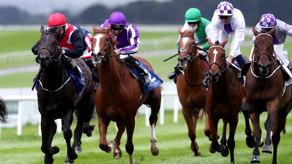 Wordsworth (chestnut, white blaze)