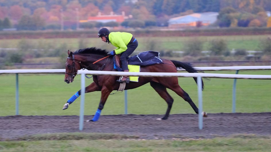 Expert Eye working on the Al Bahathri gallop at Newmarket (pic John Hoy)