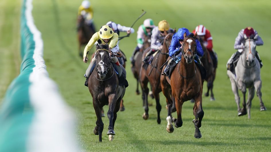 Royal Champion (yellow and black) made a big impression on debut