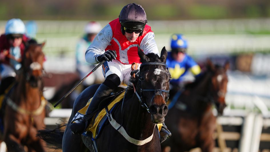 Minella Study impresses at Cheltenham