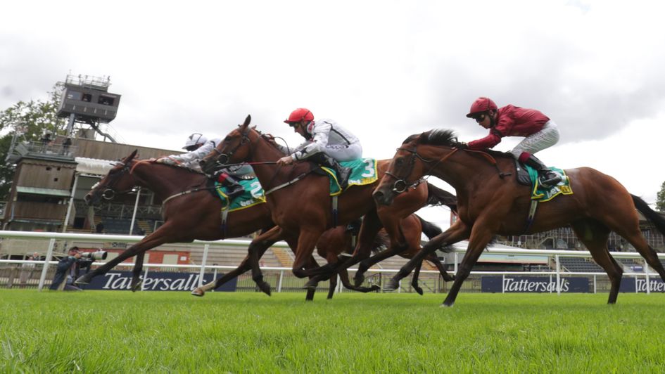 Dandalla edges out Fev Rover in a Newmarket thriller