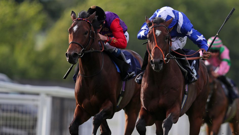 Sun Festival (left) is expected to make the grade this year