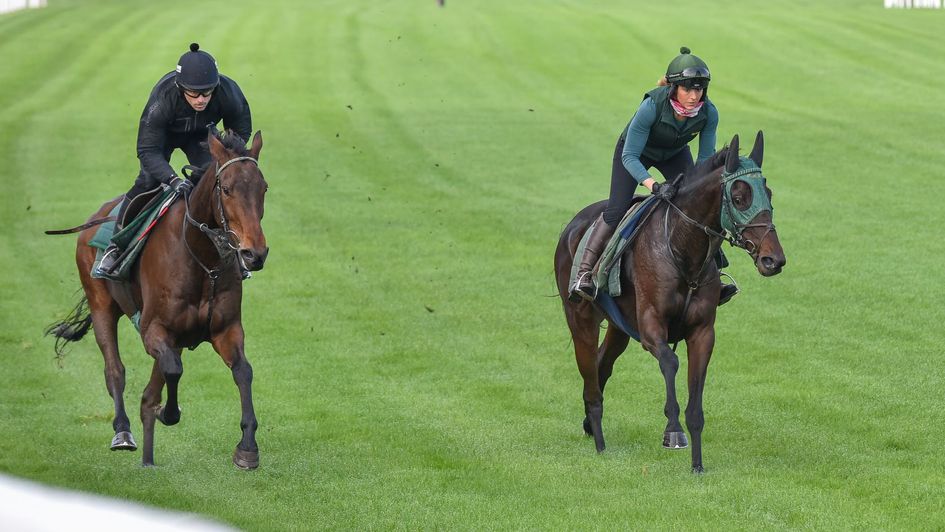 Whotshotthesherrif and Top Ville Ben (blinkers) have a racecourse gallop