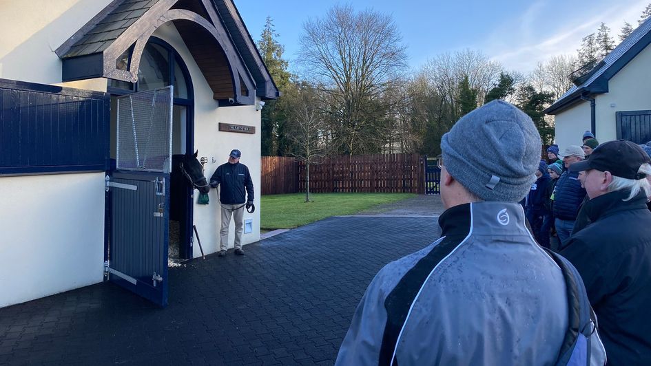 No Nay Never at Coolmore Stud