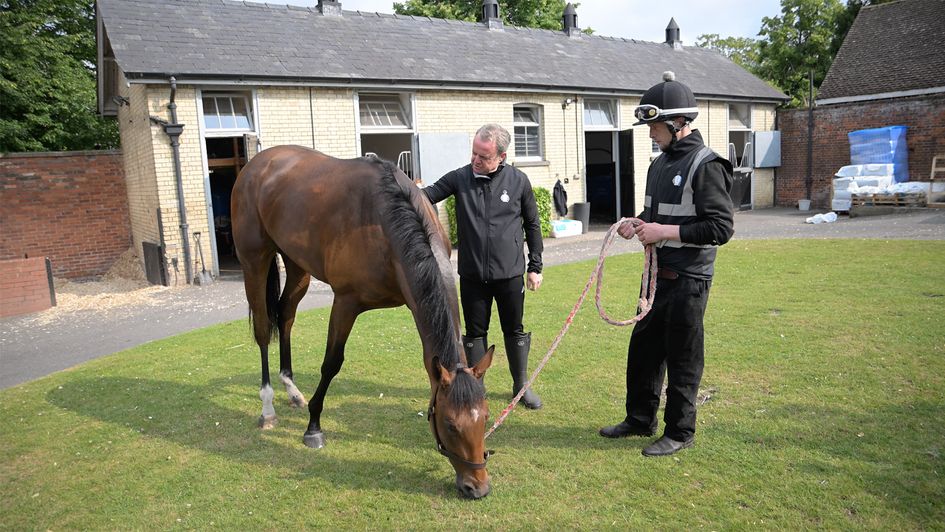 Gold Digger pictured at the yard (Credit: Tattersalls)