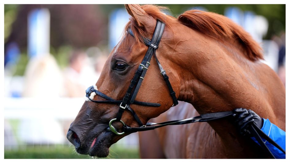 Musical Times after winning the Fillies' Mile
