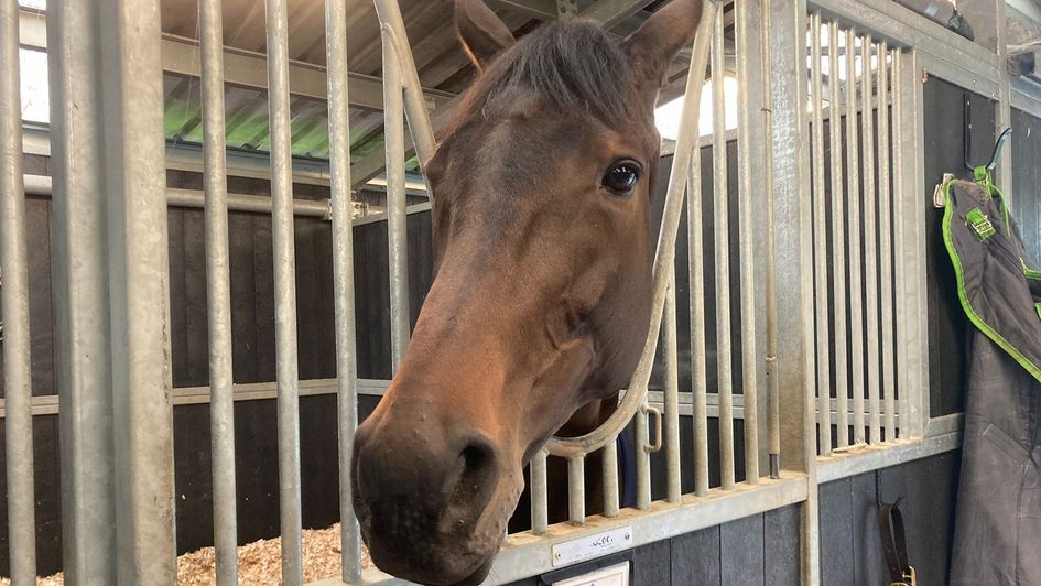 West Balboa pictured in his stable
