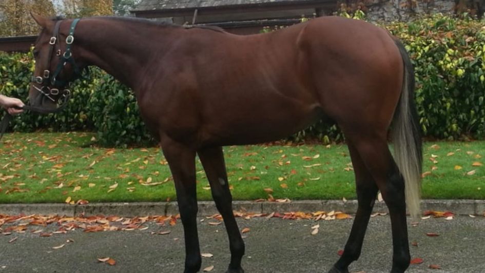 Irishcorrespondent as a yearling at Ballygallon