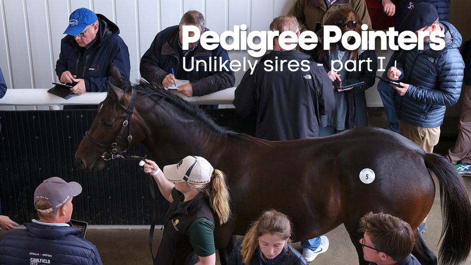 Cassie Tully on some surprisingly good sires