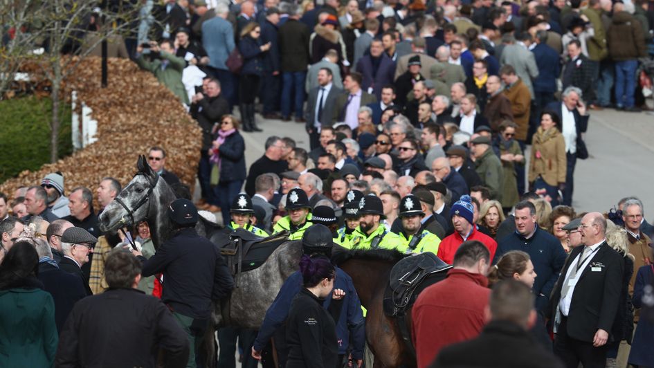 A racehorse is lead back to the stables as crowds gather ahead of Ladies Day at Cheltenham