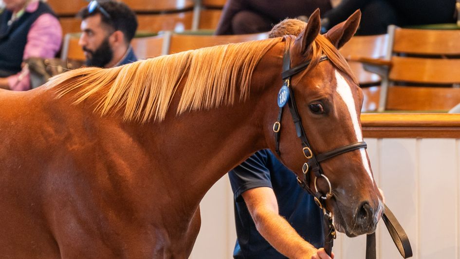Lot 130 - the sale-topping son of Night Of Thunder (copyright Tattersalls)