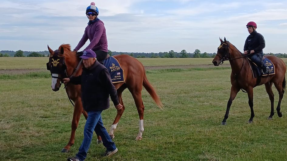 Wesley Ward-trained horses limbering up for Royal Ascot