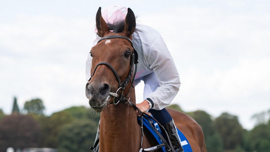 Love Me Tender - impressive hurdling debut win