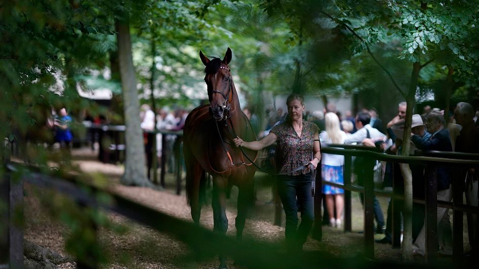 A view through the trees at the pre-parade ring at Newmarket's July Course