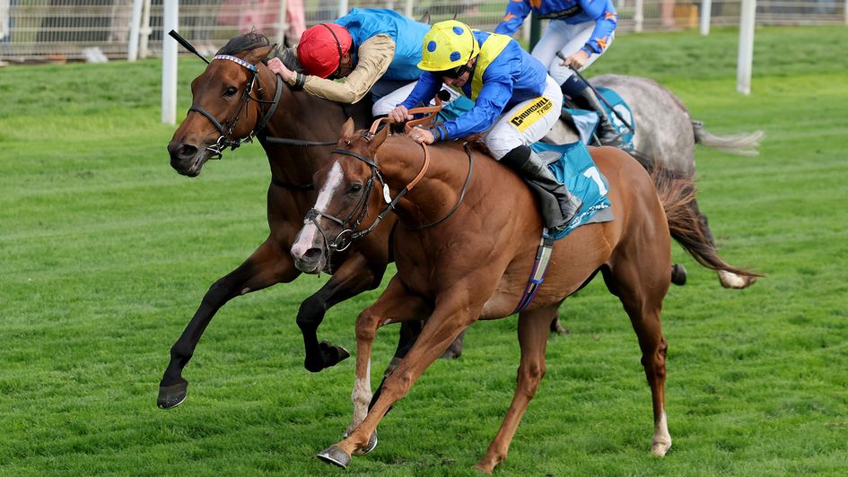 Plage De Havre holds on grimly to edge the photo-finish