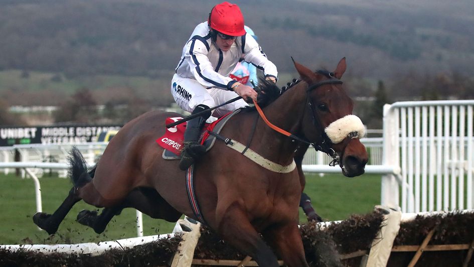 White Rhino in action at Cheltenham