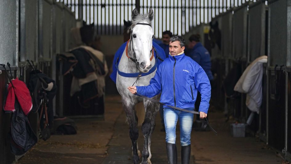 War Lord on show ahead of the Arkle