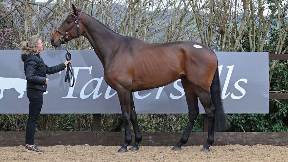 Romeo Coolio at the Cheltenham Festival Sale (copyright Tattersalls)