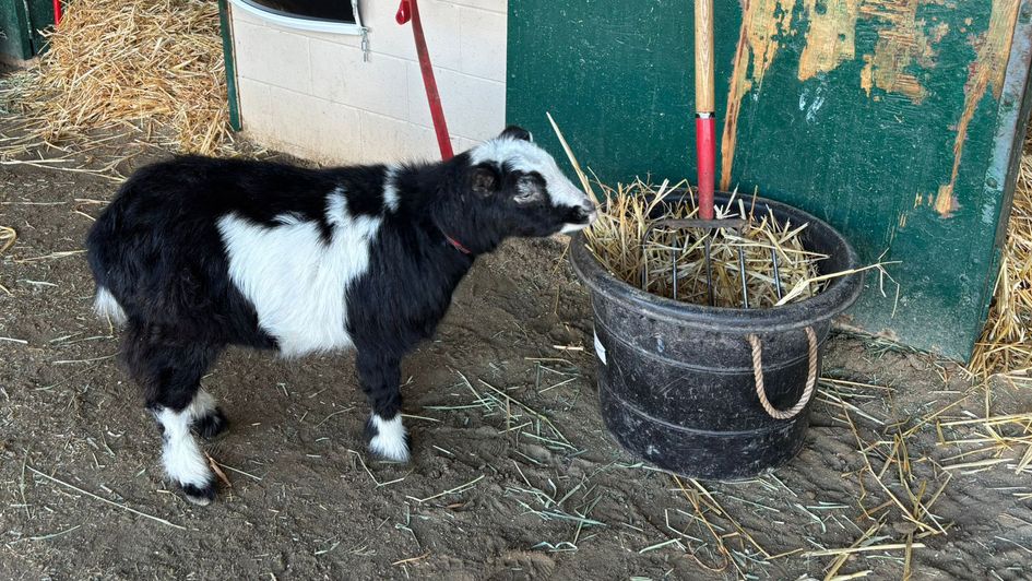 Ooh and here's the second goat