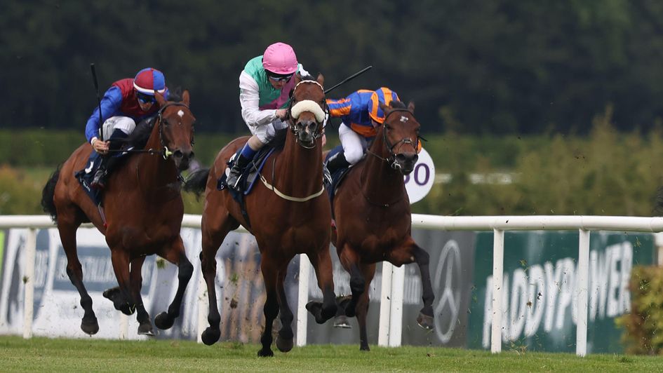 Purview in action at Leopardstown