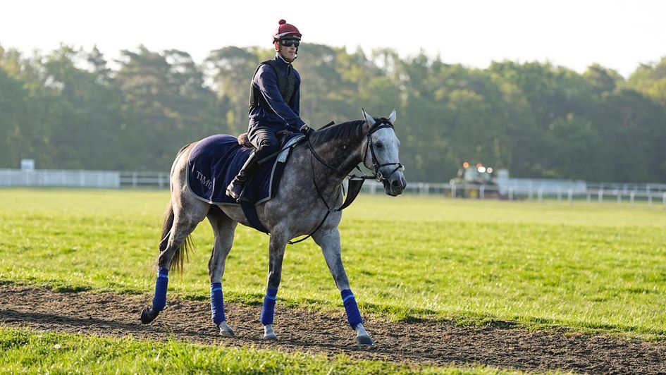 Field Of Gold pictured in Newmarket (credit: The Jockey Club/John Hoy)