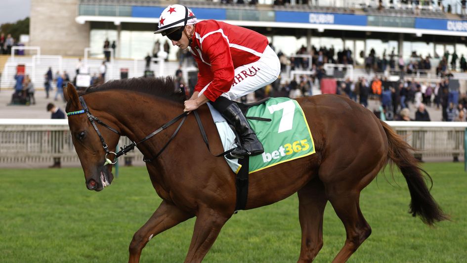 Shuwari - expected to improve for Haydock