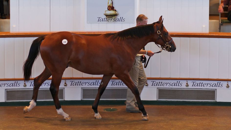 The record-breaking Lot 109 at Tattersalls on Tuesday