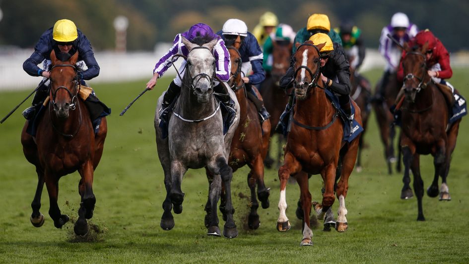 Capri (grey) came out on top in the St Leger