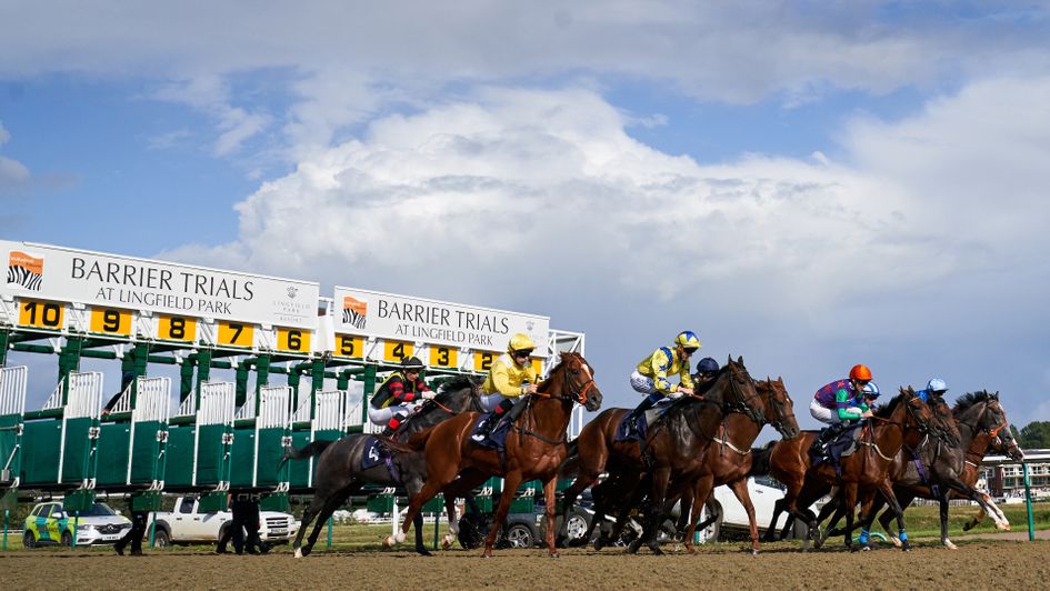 The horses break from the starting stalls at Lingfield