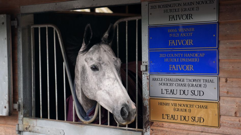 L'Eau Du Sud looks out from his box