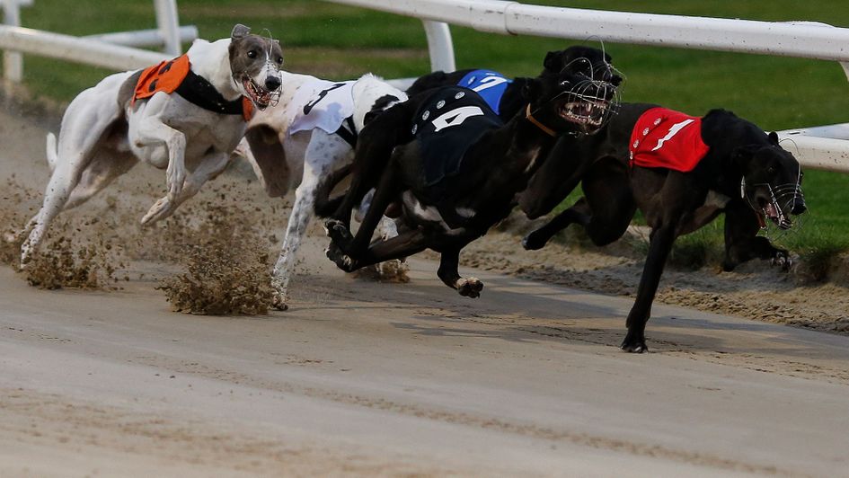 Saturday’s Star Sports & Arc Greyhound Derby will be a great occasion