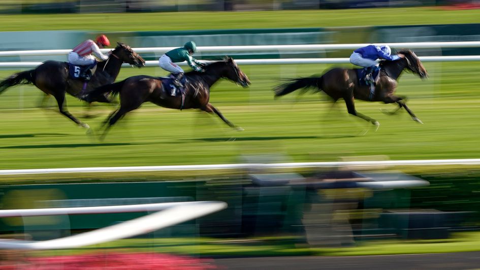 Anmaat - leading Cambridgeshire fancy