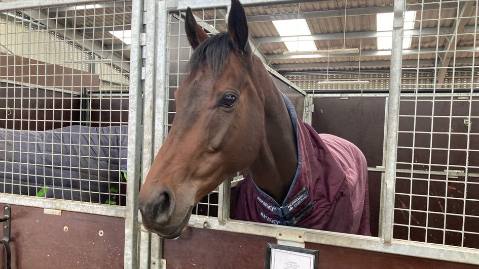Le Milos pictured in his stable