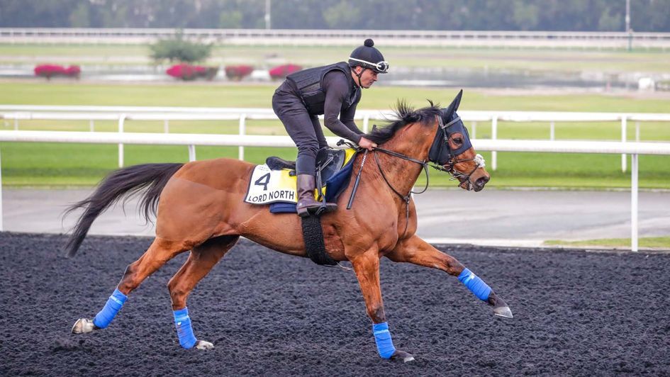 Lord North (Photo: Dubai Racing Club/Liesl King)