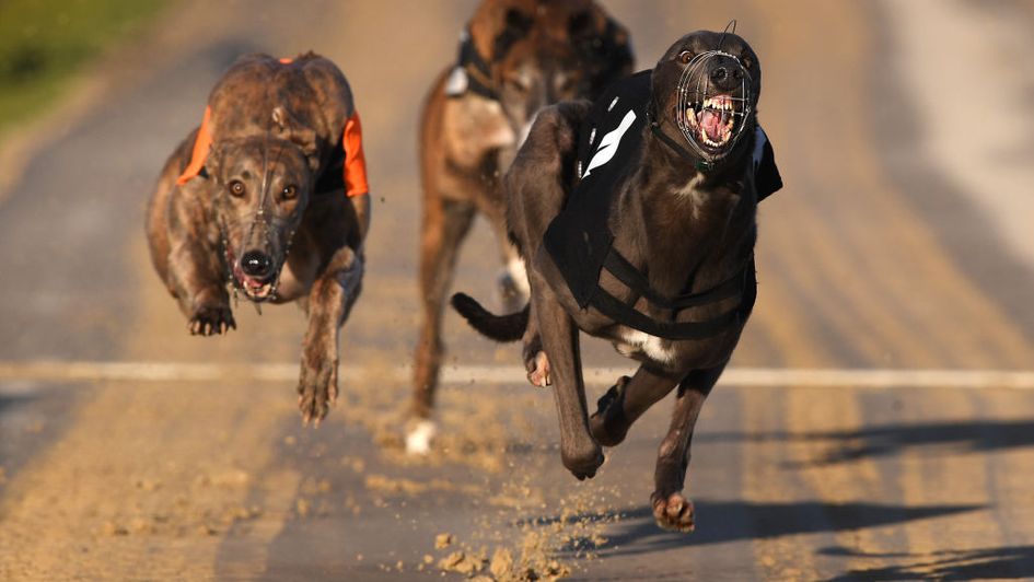 Timeform Greyhounds Preview And Free Betting Tips Joe Nordoff Selections For Weekend Action