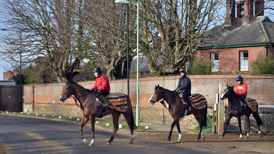 Horses make their way out onto the Newmarket gallops