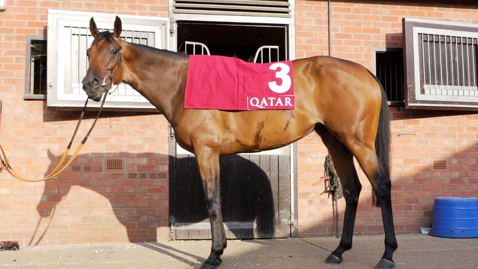 Audarya poses at trainer James Fanshawe's yard
